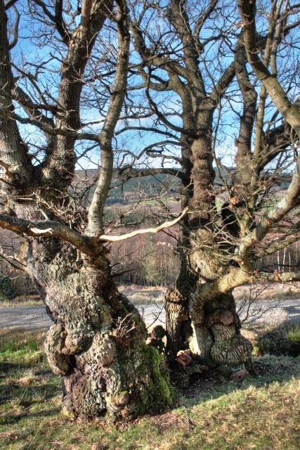 Ancient Tree, Ingleby Forest - geograph.org.uk - 1196216 — Mick Garratt
