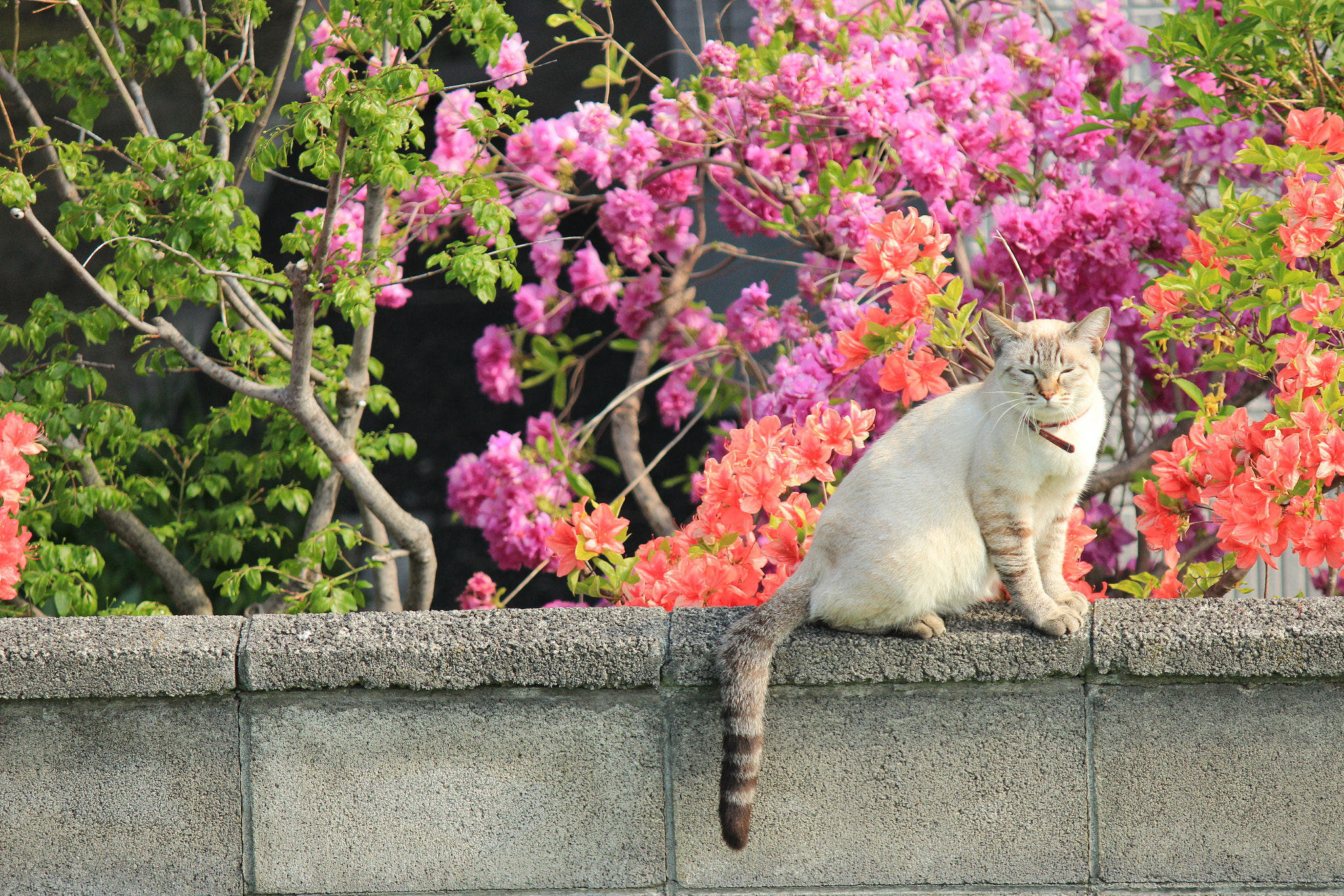 Domestic cat loves azalea's — Yanfeng Zhao